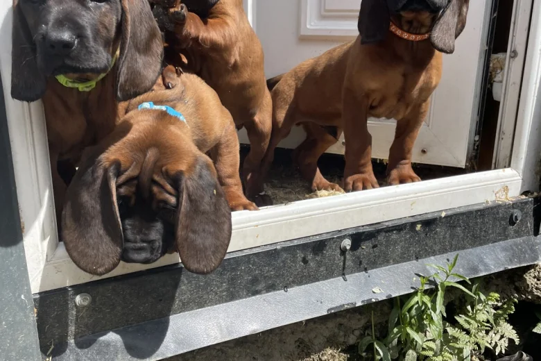 Bavarian Mountain Hound