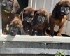 Bavarian Mountain Hound