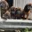 Bavarian Mountain Hound