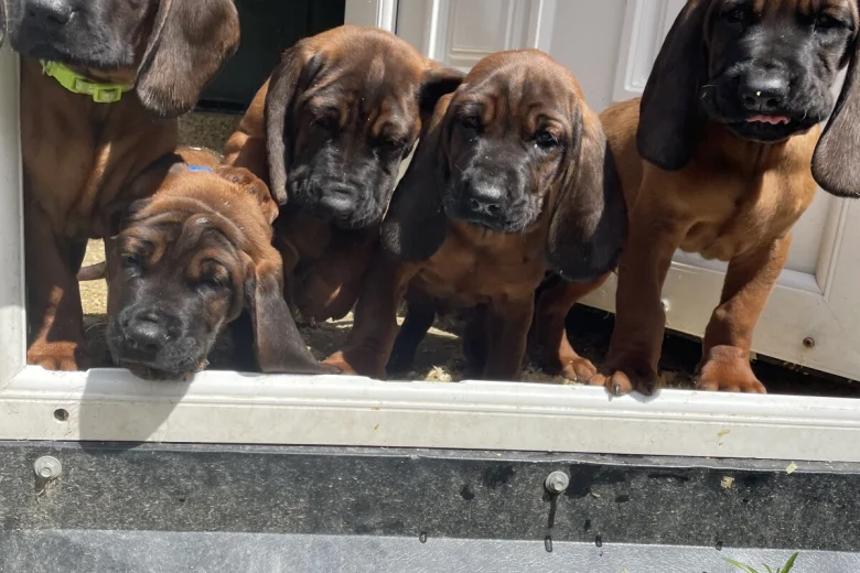 Bavarian Mountain Hound