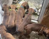 Bavarian Mountain Hound