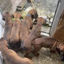 Bavarian Mountain Hound