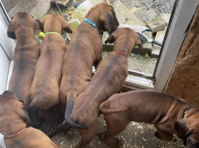 Bavarian Mountain Hound