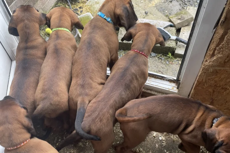 Bavarian Mountain Hound
