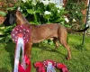 Bavarian Mountain Hound