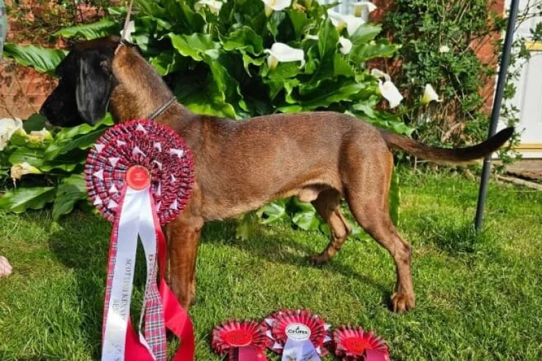 Bavarian Mountain Hound