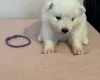 Samoyed