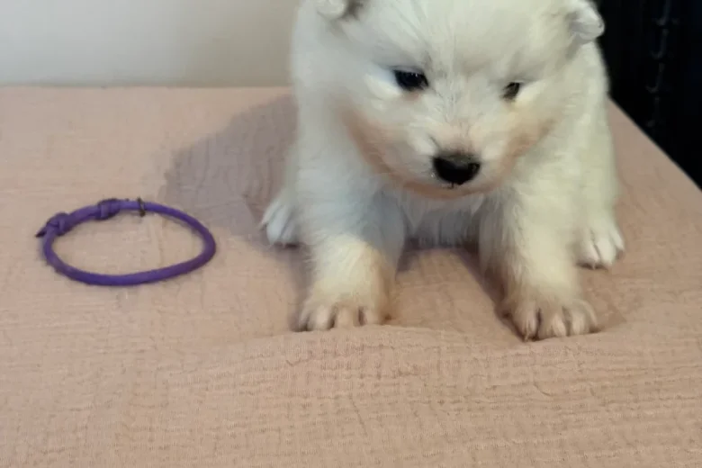 Samoyed