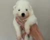 Samoyed