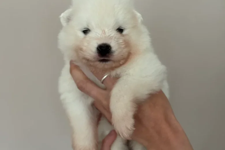 Samoyed