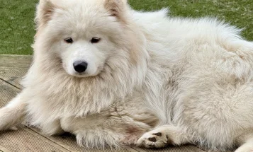Samoyed