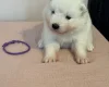 Samoyed