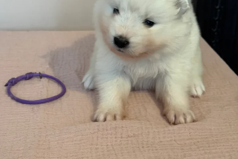 Samoyed