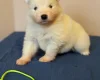 Samoyed