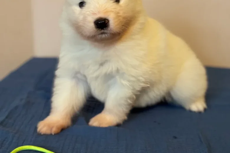 Samoyed