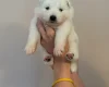 Samoyed