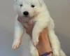 Samoyed