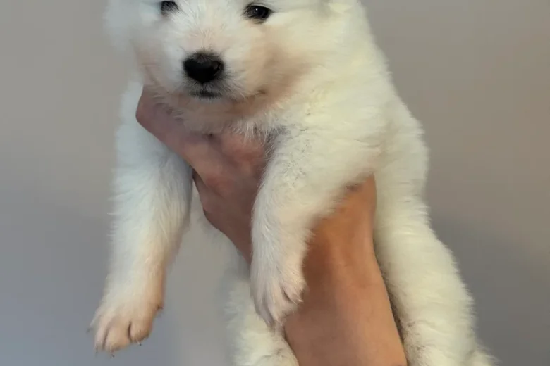 Samoyed