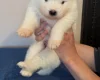 Samoyed