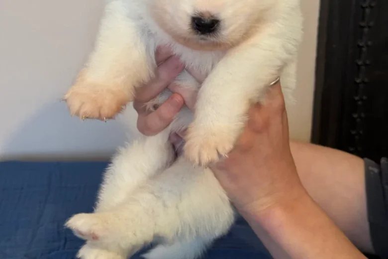 Samoyed