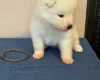 Samoyed
