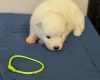 Samoyed