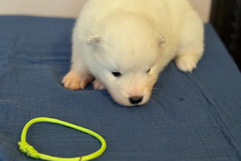 Samoyed