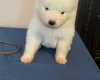 Samoyed