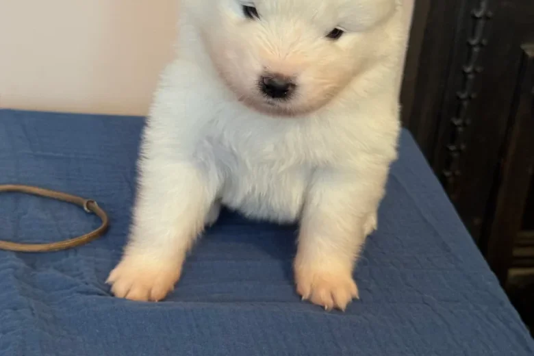 Samoyed