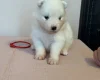 Samoyed