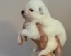Samoyed