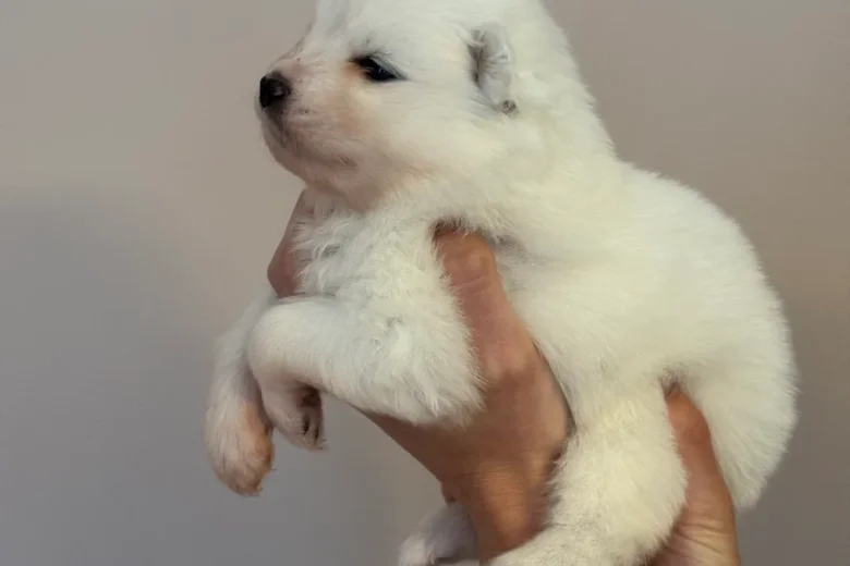 Samoyed