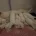 Samoyed
