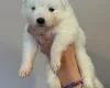 Samoyed
