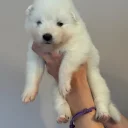 Samoyed