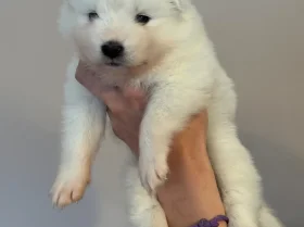 Samoyed