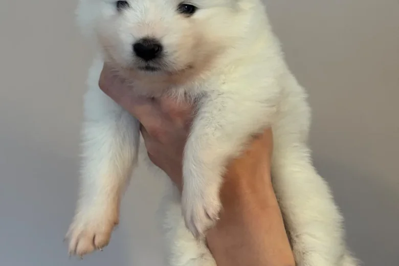 Samoyed