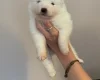 Samoyed