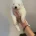 Samoyed