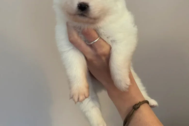 Samoyed
