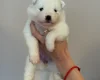 Samoyed