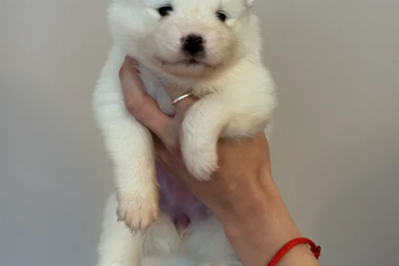 Samoyed