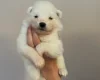 Samoyed