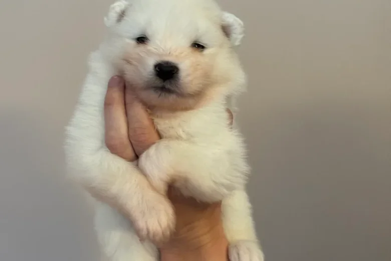 Samoyed