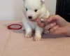 Samoyed