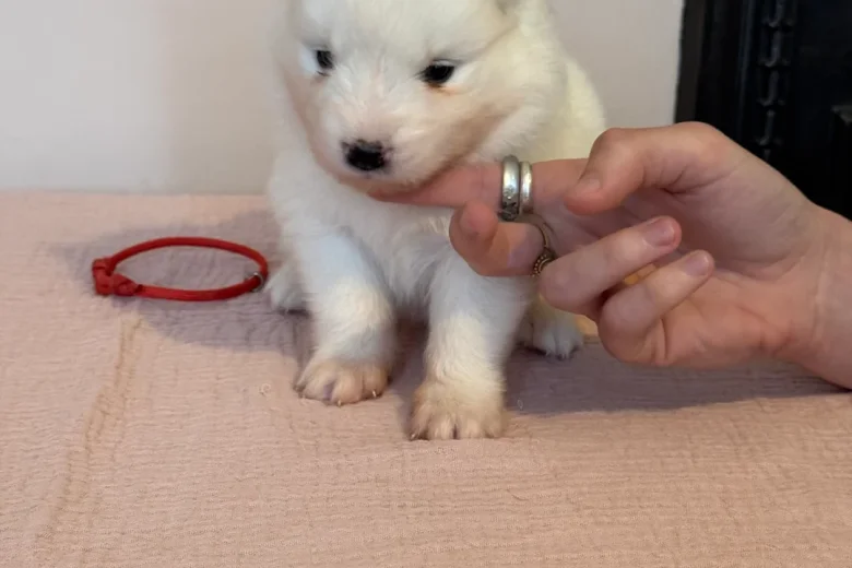 Samoyed