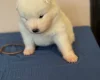 Samoyed