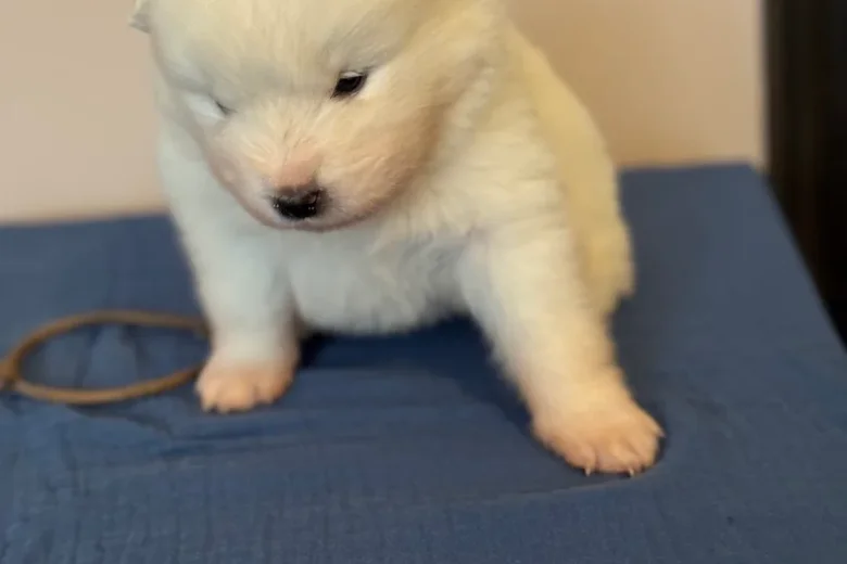 Samoyed
