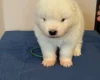 Samoyed