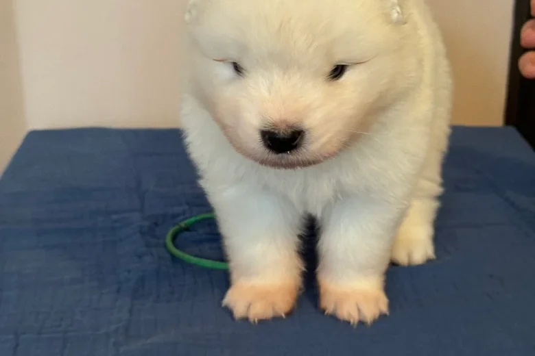 Samoyed